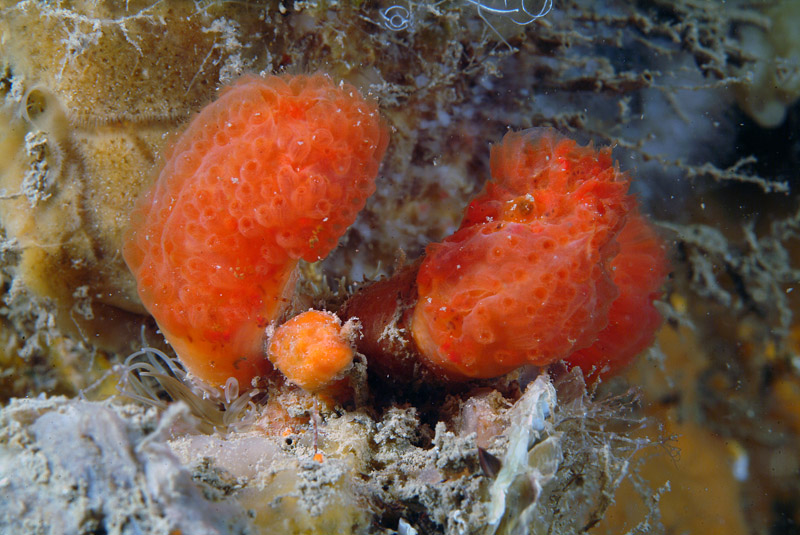 Aplidium sp.